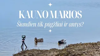 KAUNO MARIOS. Šiandien tik pūgžliai ir antys?