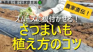 【サツマイモの育て方】苗の植え付け【紅はるか】活着を促すひと手間で成功率アップ！【有機農家直伝！無農薬で育てる家庭菜園】　22/5/7