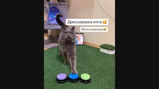 Дрессировка Кота 🧐 Умный Кот Жмет на кнопки и разговаривает милые реакции кота