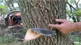 Falling leaning Hardwood trees in Manitoba