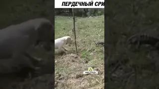 Собака и ящерица