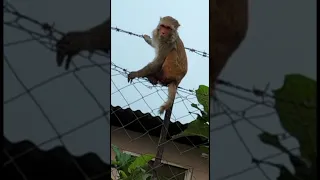 Monkey on barbed wire #shorts #youtubeshorts #shortsvideo