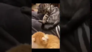 Don't Bite My Tail - Funny Cat 😂