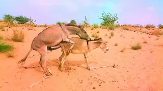 Donkeys enjoying in my village #youtubeshorts #donkey #gadha  #donkeykong #viralvideo