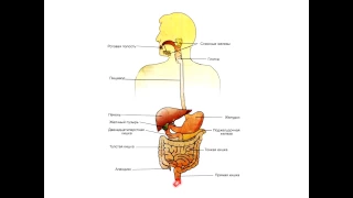 Анатомия. Пищеварительная система