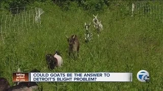 Goats grazing to fight Detroit blight