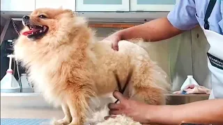 How to Groom a Pomeranian Dog - Teddy Bear Style | Pet Grooming TV