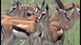 Amazing Baboons Save Impala from Cheetah Attack