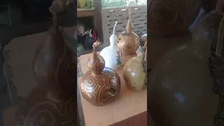 Porongo calabaza asesorameinto