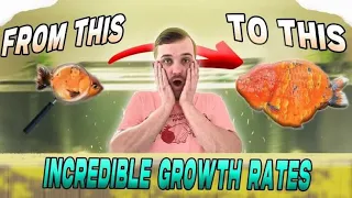 CRAZY Ranchu growth (Must see) | Fancy goldfish grooming | Before & After
