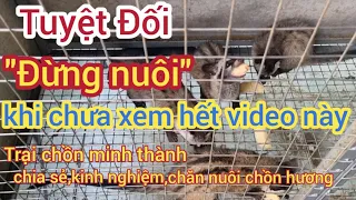 Đừng bỏ việc để về nuôi chồn hương khi chưa xem hết video này Trại chồn minh thành