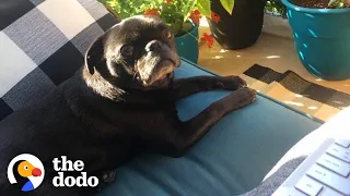 Rescue Pug Helps His Veteran Mom Go Back To College | The Dodo