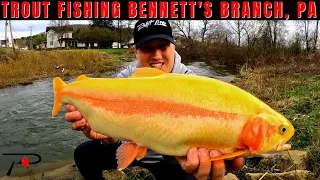 Trout Fishing Pennsylvania's Bennetts Branch