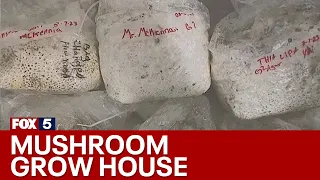 'Magic' mushrooms bust in Clayton County | FOX 5 News