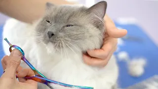 WHAT ABOUT THIS LOVELY CAT WHILE GET GROOMED?❤️❤️