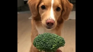 | 9GAG | MoxietheToller loves broccoli.