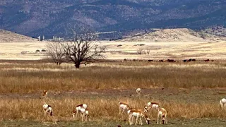 Glassford Hill Pronghorn