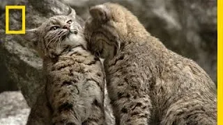 Filming Bobcats in Yosemite | America's National Parks