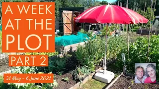 A Week at the Plot, 31 May - 6 June 2021 (Pt2)