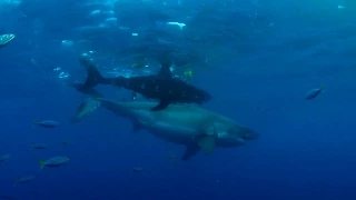 Measuring Giant Great White | Island of the Mega Shark