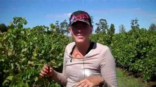 interview  with a grapepicker