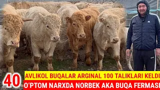 NORBEK AKA. 40 BOSH AVLIKOL 100TALIK BUQALARI KELDI. YANGI PARTIYA SHOSHILING ARGINALI SHU YERDA.