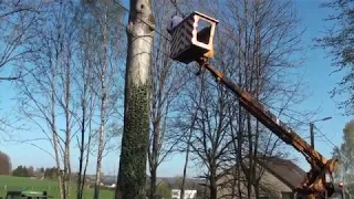 Entreprise Saur M. et Wener G. Abattage d'arbre à Metzert