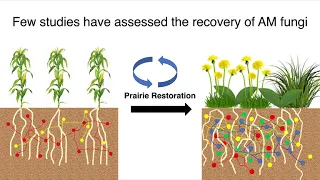 Recovery of Arbruscular Mycorrhizal (AM) Fungi in Ag. Soils with Grassland Plants | Kevin MacColl