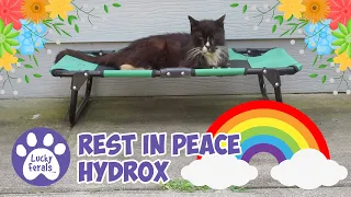 Rest In Peace Hydrox 🐾 🌈  🐾 You Are Missed  🕊️  💐  💕 Saddle Thrombus Cat