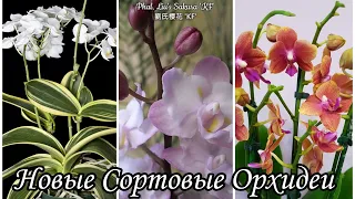 Новые Сортовые Орхидеи | Dtps. Bronze Buddha | Phal. Amabilis (variegata) | Dtps. Liu's Sakura 'KF