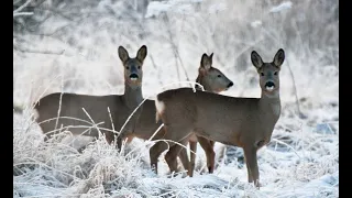 Ходовая охота на косулю! ROE deer hunting! Трофей взят.