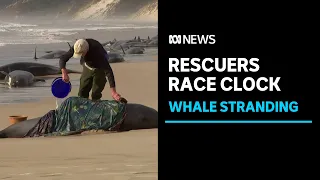 Rescuers attempt to save 35 stranded pilot whales in Tasmania | ABC News