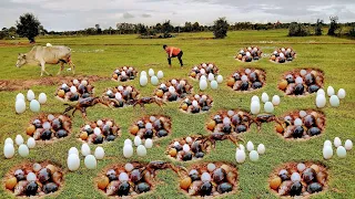 Wow Wow wow Amazing ! A fisherman catch lots of snails crabs and eggs at rice field# So nice#