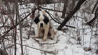 Собаку нашли привязанной к дереву в сильный мороз,  в лесу ...