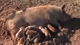 Gilts Farrowing Naturally in the Pasture