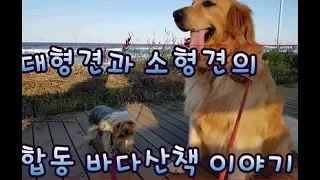 대형견과 소형견의 합동 바다산책 이야기 / 설악펍하우스 / feat. 골든 리트리버 장군이와 요크셔테리어 스잔