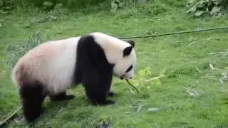 Kung Fu Panda in real life - Beauval - Huan Huan