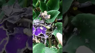 African violet seed pods update.