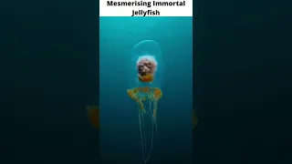 Mesmerising Immortal Jellyfish | Amazing Jellyfish #shorts #viral