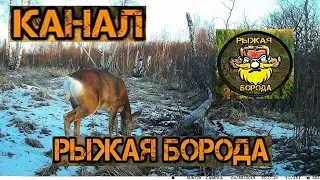 Охота на косулю в мае )).Весь зверь на дальнем кордоне) Jagd auf den Reh im Mai)).