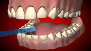 How to brush your teeth? Learn in 4 simple steps!
