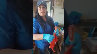 🔴EN VIVO Limpiando y mostrando productos como funcionan Caro's Quita Sarro, Desengrasante, Oven Clea