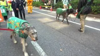 St.Patrick's Day Parade Tokyo 2014