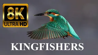 WORLD OF BIRDS 8K Ultra HD – Kingfishers