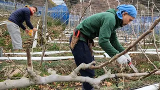 Japan Fig Garden and Pruning Fig in Winter-Japonya da Incir Bahcesinde Kis Budamasi