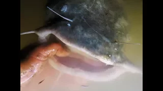Bobber Fishing For Flathead Catfish
