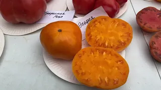 Презентация сортов томатов коллекции 2021 года. 1 часть