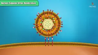 Herpes simplex virus replication Steps - Microbiology Animations