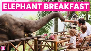 BREAKFAST WITH ELEPHANTS IN CHIANG MAI ELEPHANT SANCTUARY THAILAND 2022 (Episode 12)