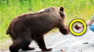 Bear Begs Man For Help - He Bursts Into Tears When Realizing Why